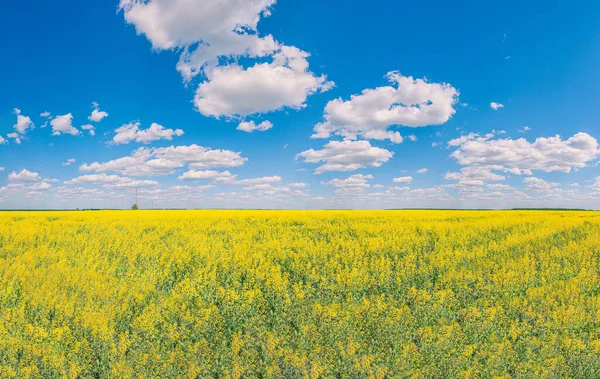 A field sown with yellow flowers and clouds on a blue sky, similar to the flag of Ukraine