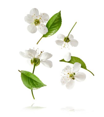 Beyaz arka planda havada uçuşan beyaz kiraz çiçeklerinin güzel bir görüntüsü. Yükselme gebeliği. Hugh çözünürlük