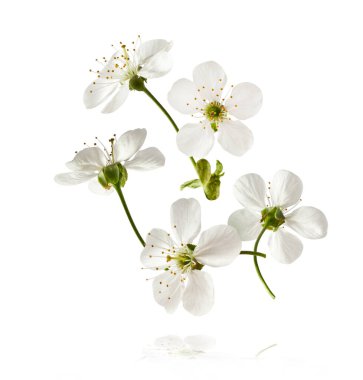 Beyaz arka planda havada uçuşan beyaz kiraz çiçeklerinin güzel bir görüntüsü. Yükselme gebeliği. Hugh çözünürlük