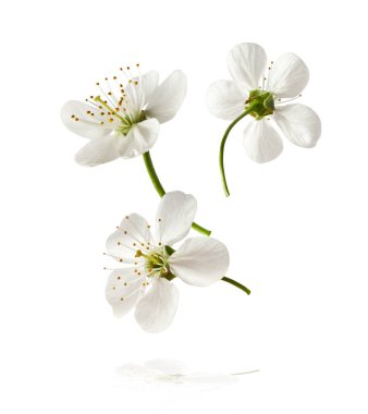 Beyaz arka planda havada uçuşan beyaz kiraz çiçeklerinin güzel bir görüntüsü. Yükselme gebeliği. Hugh çözünürlük