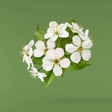 Yeşil arka planda havada uçuşan beyaz kiraz çiçeklerinin güzel bir görüntüsü. Yükselme gebeliği. Hugh çözünürlük