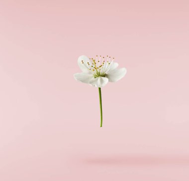 Pastel pembe arka planda havada uçuşan beyaz kiraz çiçeklerinin güzel bir görüntüsü. Yükselme gebeliği. Hugh çözünürlük