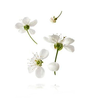 Beyaz arka planda havada uçuşan beyaz kiraz çiçeklerinin güzel bir görüntüsü. Yükselme gebeliği. Hugh çözünürlük