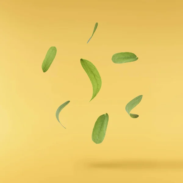 Zielone Liście Tamaryndowca Spadające Powietrzu Odizolowane Żółtym Tle Obraz Wysokiej — Zdjęcie stockowe