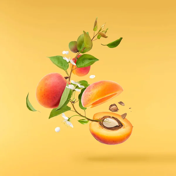Aprikos Gren Växer Från Ett Frö Blommande Gren Full Aprikoser — Stockfoto