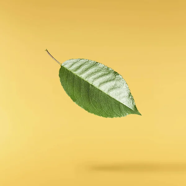 Зеленые Веселые Листья Висят Воздухе Желтом Фоне Нулевая Гравитация Изображение — стоковое фото
