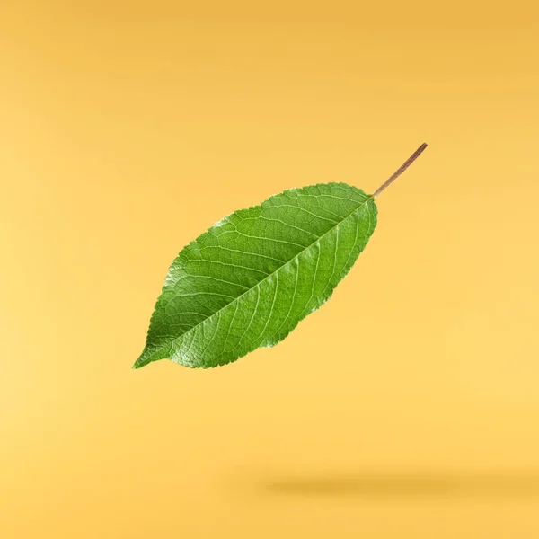 Świeże Zielone Wesołe Liście Powietrzu Żółtym Tle Pojęcie Zerowej Grawitacji — Zdjęcie stockowe
