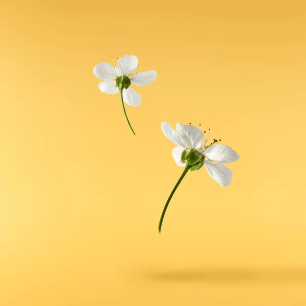 Una Hermosa Imagen Flores Cerezo Blanco Que Vuelan Aire Sobre — Foto de Stock