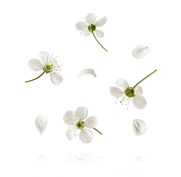 Een Prachtig Beeld Van Sping Witte Kersenbloemen Vliegen Lucht Witte — Stockfoto