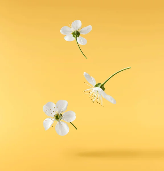 Красивое Изображение Прядильных Белых Вишневых Цветов Летящих Воздухе Желтом Фоне — стоковое фото