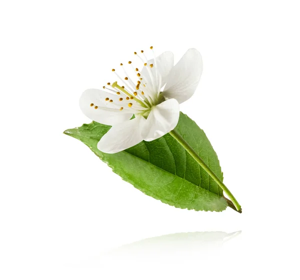 Ein Schönes Bild Von Weißen Kirschblüten Die Der Luft Auf — Stockfoto