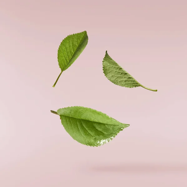 Sping Zielone Liście Wiśni Latające Powietrzu Pastelowym Różowym Tle Poczęcie — Zdjęcie stockowe