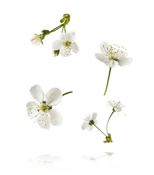 Красивое Изображение Белых Цветков Вишни Летящих Воздухе Белом Фоне Левитационная — стоковое фото