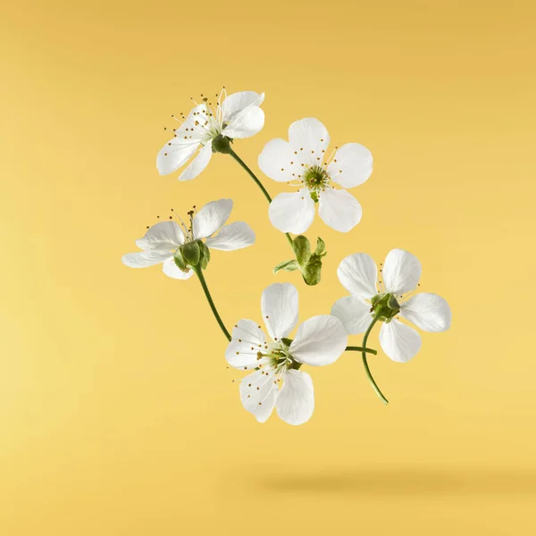 Egy Gyönyörű Kép Sping Fehér Cseresznyevirágok Repül Levegőben Sárga Alapon — Stock Fotó