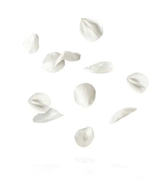 Krásný Obraz Sping Bílé Třešňové Květy Létající Vzduchu Bílém Pozadí — Stock fotografie