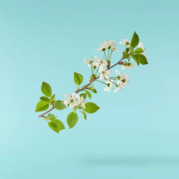 Piękny Obraz Sping Białe Kwiaty Wiśni Latające Powietrzu Turkusowym Tle — Zdjęcie stockowe