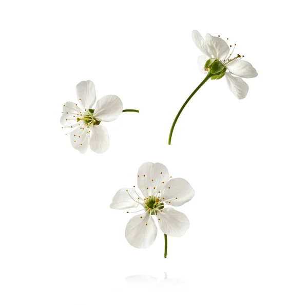 Красивое Изображение Белых Цветков Вишни Летящих Воздухе Белом Фоне Левитационная — стоковое фото