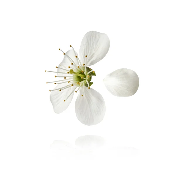 白い背景に空を飛ぶ春の白い桜の花の美しいイメージ 浮遊概念 高解像度画像 — ストック写真