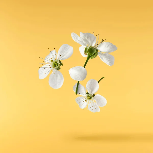 Egy Gyönyörű Kép Sping Fehér Cseresznyevirágok Repül Levegőben Sárga Alapon — Stock Fotó