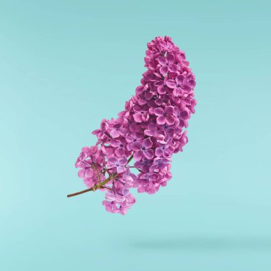 Taze leylak çiçeği güzel mor çiçekler mavi arka planda izole bir şekilde havaya düşüyor. Sıfır yerçekimi veya yükselme ilkbahar çiçekleri konsepti, yüksek çözünürlüklü görüntü