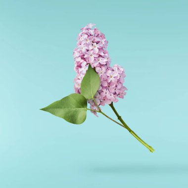 Taze leylak çiçeği güzel mor çiçekler mavi arka planda izole bir şekilde havaya düşüyor. Sıfır yerçekimi veya yükselme ilkbahar çiçekleri konsepti, yüksek çözünürlüklü görüntü