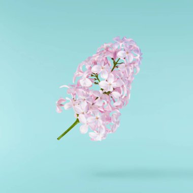 Taze leylak çiçeği güzel mor çiçekler mavi arka planda izole bir şekilde havaya düşüyor. Sıfır yerçekimi veya yükselme ilkbahar çiçekleri konsepti, yüksek çözünürlüklü görüntü