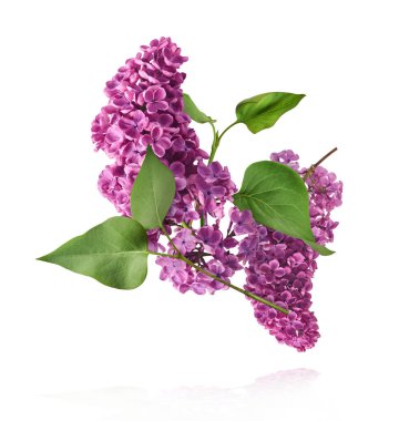 Taze leylak çiçekleri beyaz arka planda izole bir şekilde gökyüzüne düşen güzel mor çiçekler. Sıfır yerçekimi veya yükselme ilkbahar çiçekleri konsepti, yüksek çözünürlüklü görüntü