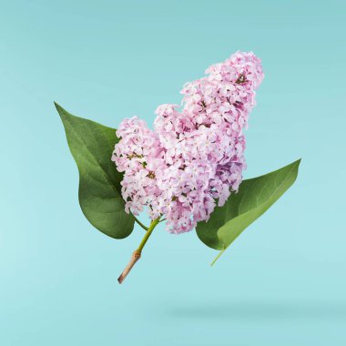 Taze leylak çiçeği güzel mor çiçekler mavi arka planda izole bir şekilde havaya düşüyor. Sıfır yerçekimi veya yükselme ilkbahar çiçekleri konsepti, yüksek çözünürlüklü görüntü