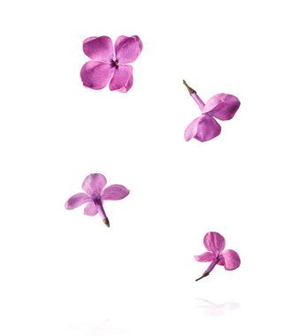 Taze leylak çiçekleri beyaz arka planda izole bir şekilde gökyüzüne düşen güzel mor çiçekler. Sıfır yerçekimi veya yükselme ilkbahar çiçekleri konsepti, yüksek çözünürlüklü görüntü