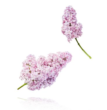 Taze leylak çiçekleri beyaz arka planda izole bir şekilde gökyüzüne düşen güzel mor çiçekler. Sıfır yerçekimi veya yükselme ilkbahar çiçekleri konsepti, yüksek çözünürlüklü görüntü