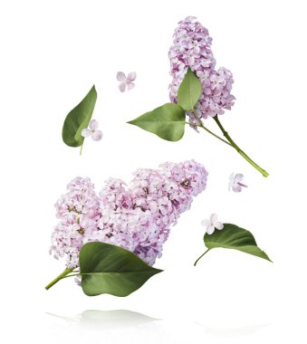 Taze leylak çiçekleri beyaz arka planda izole bir şekilde gökyüzüne düşen güzel mor çiçekler. Sıfır yerçekimi veya yükselme ilkbahar çiçekleri konsepti, yüksek çözünürlüklü görüntü