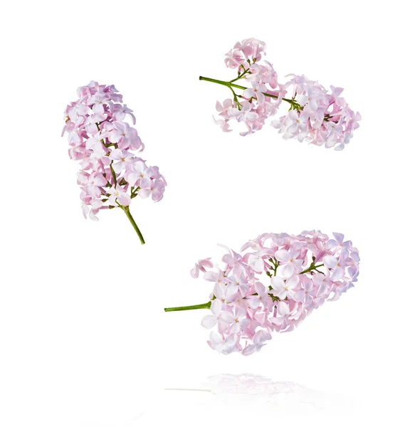 Čerstvé Šeříkové Květy Krásné Fialové Květy Padající Vzduchu Izolované Bílém — Stock fotografie