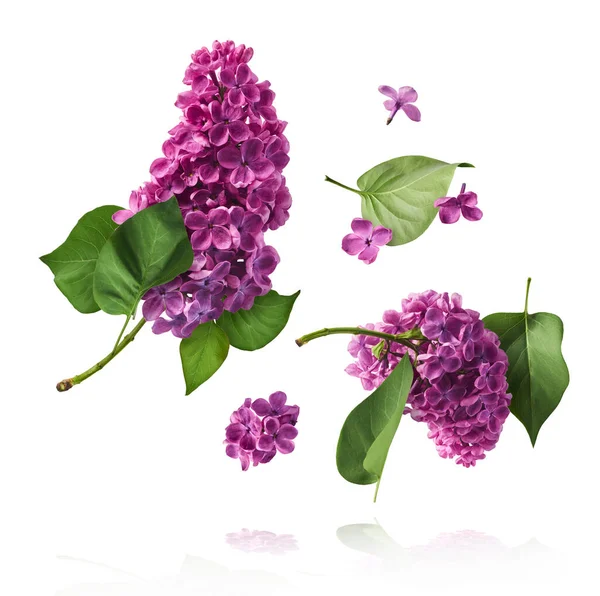 Fresh Lilac Blossom Beautiful Purple Flowers Falling Air Isolated White — Stock Photo, Image