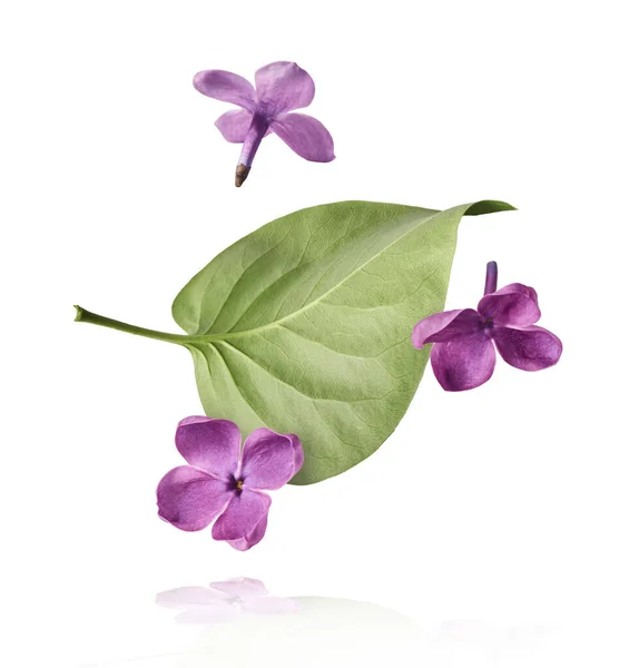 Flor Lila Fresca Hermosas Flores Púrpuras Que Caen Aire Aisladas — Foto de Stock