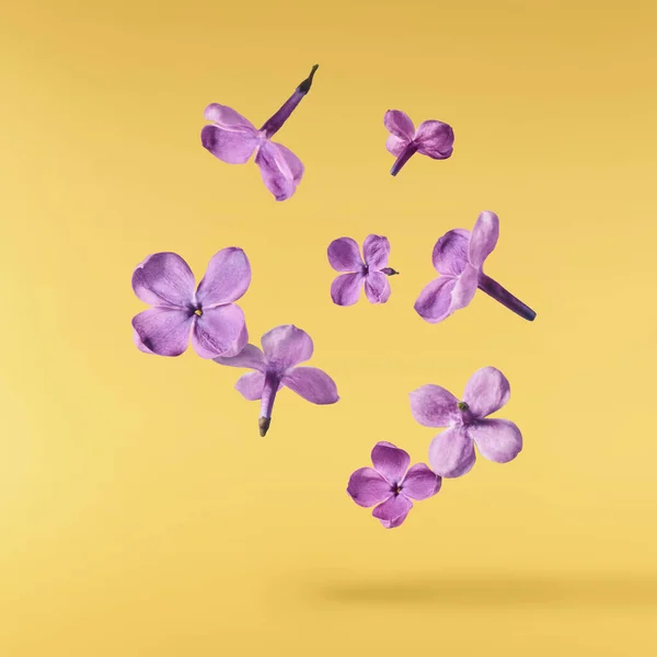 黄色の背景に隔離された空気中に落ちる新鮮なライラックの花の美しい紫色の花 無重力または浮遊春の花の概念 高解像度の画像 — ストック写真
