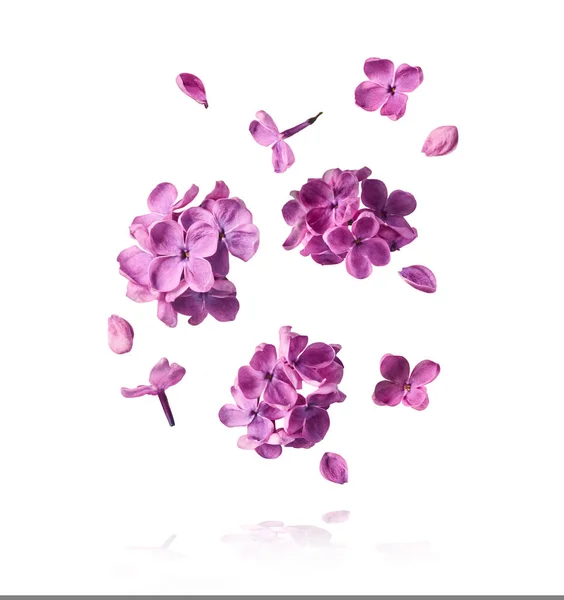 Świeże Kwiaty Lilii Piękne Purpurowe Kwiaty Spadające Powietrzu Izolowane Białym — Zdjęcie stockowe