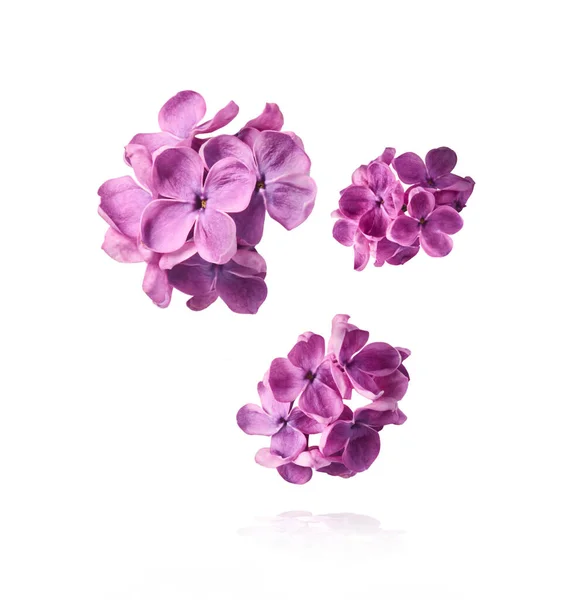 新鲜的丁香花 美丽的紫色花朵飘落在空中 与白色的背景隔离 零重力或悬浮弹簧花的概念 高分辨率图像 — 图库照片