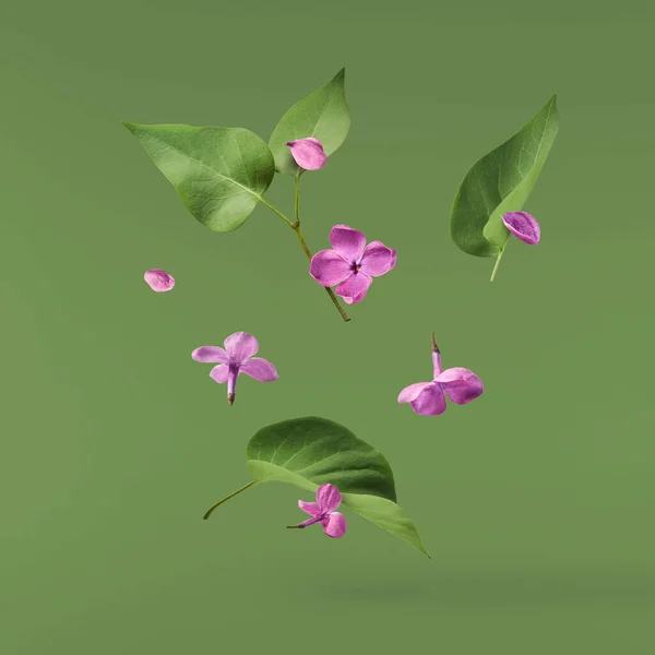 緑の背景に隔離された空気中に落ちる新鮮なライラックの花美しい紫色の花 無重力または浮遊春の花の概念 高解像度の画像 — ストック写真