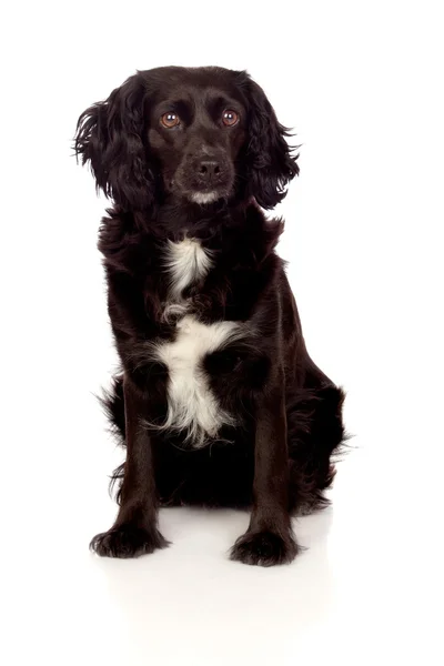 美丽黑色可卡犬 — 图库照片