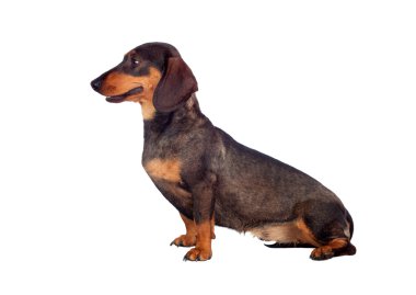 güzel köpek teckel