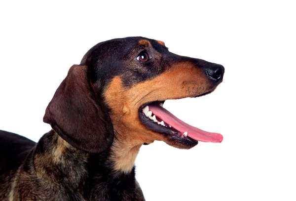 Beautiful dog teckel yawning — Stock Photo, Image