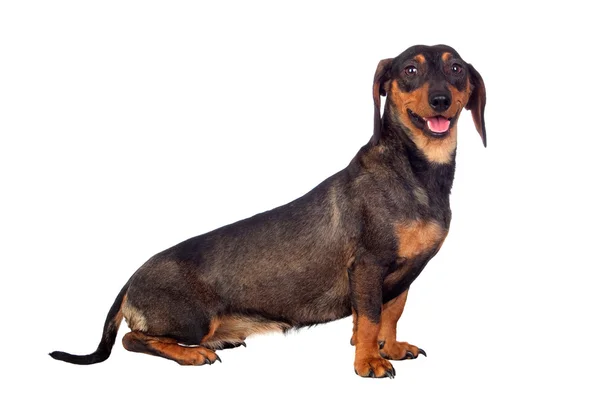 Teckel cão bonito — Fotografia de Stock