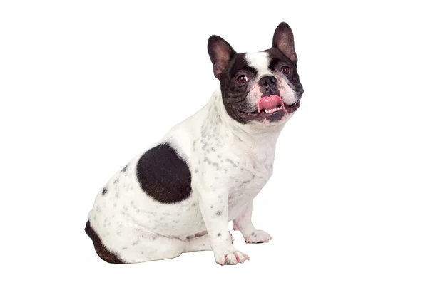 Schöne französische Bulldogge — Stockfoto