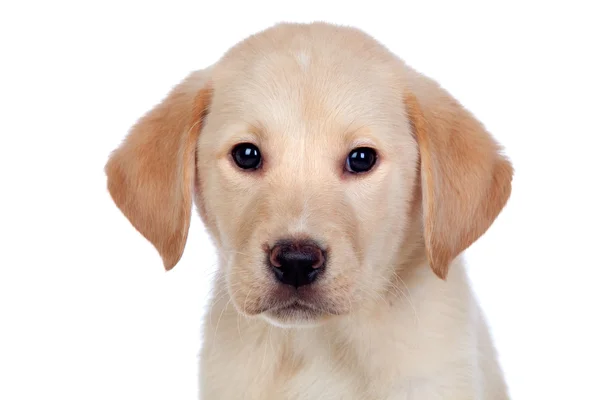 Piękne labrador retriever szczeniak — Zdjęcie stockowe