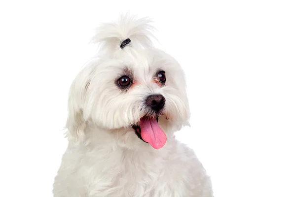 Hermoso blanco Bichon maltés —  Fotos de Stock