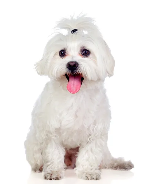 Hermoso blanco Bichon maltés — Foto de Stock