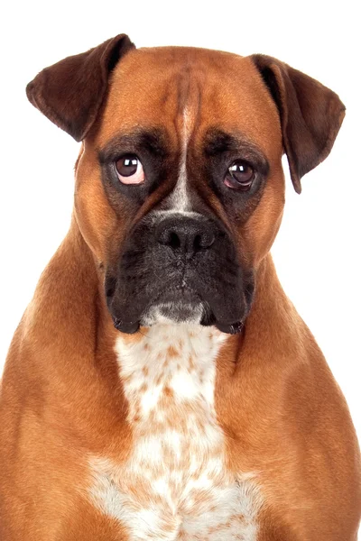 Красивая боксерская собака — стоковое фото
