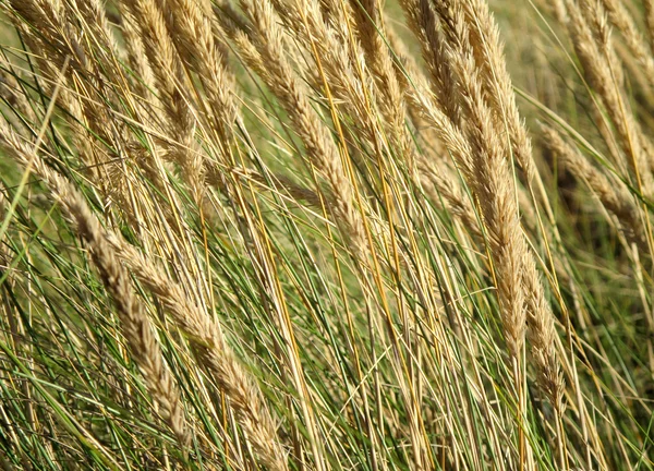 หญ้า — ภาพถ่ายสต็อก
