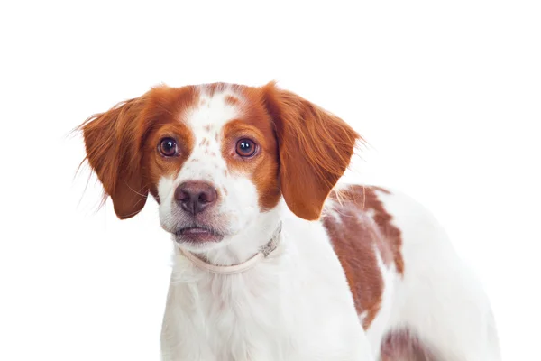 Cão de caça agradável isolado — Fotografia de Stock