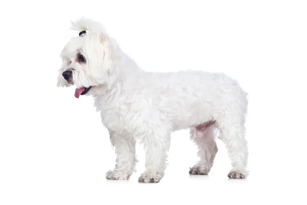 Biały pies na białym tle — Zdjęcie stockowe